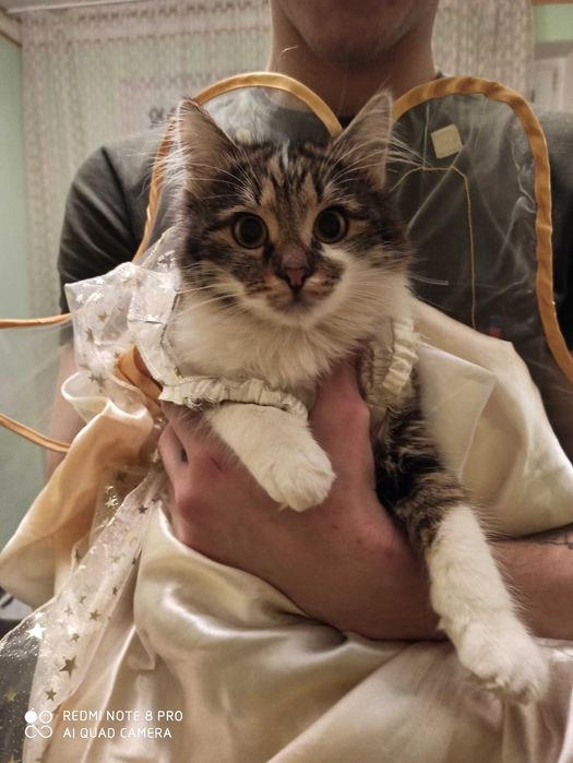 Віддам киць у добрі та надійні ручки