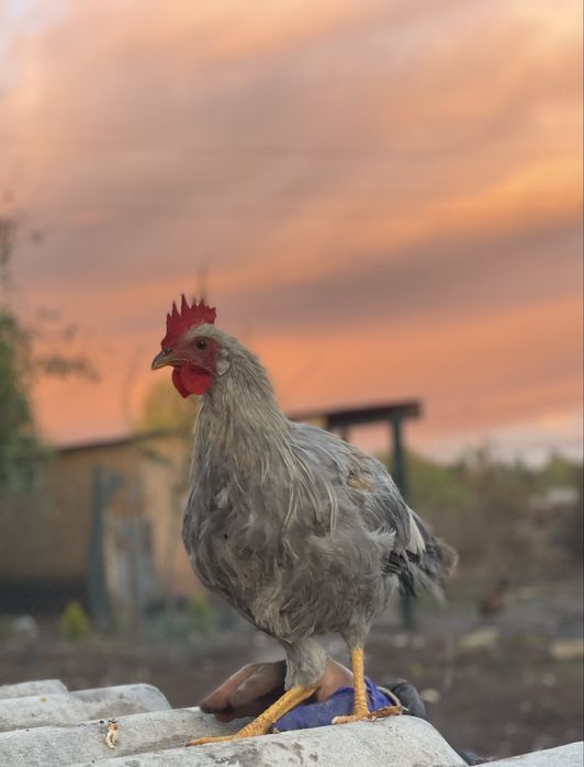 Легорн. Італійська несучка Ізабелла. Півні. 4 місяці.