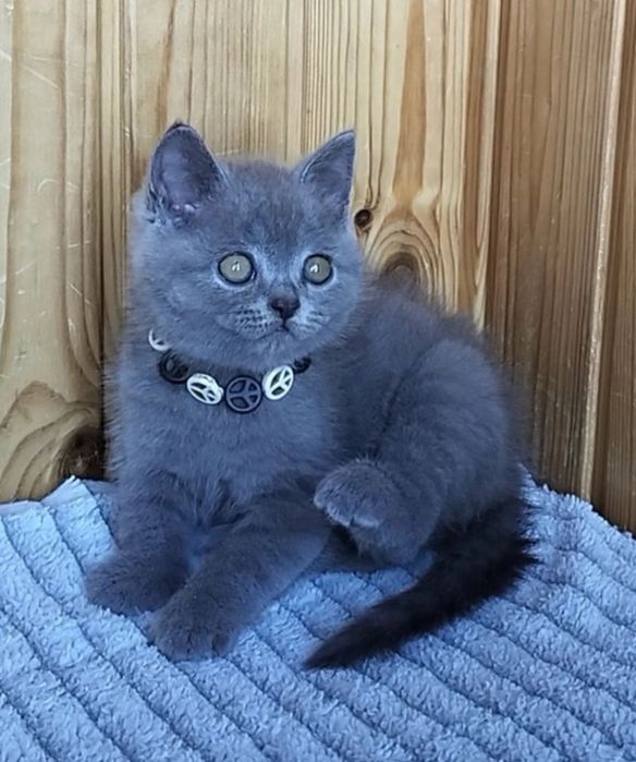 шотландські котики