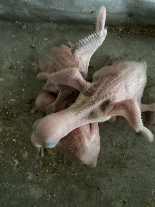 Ring neck para criar mâo