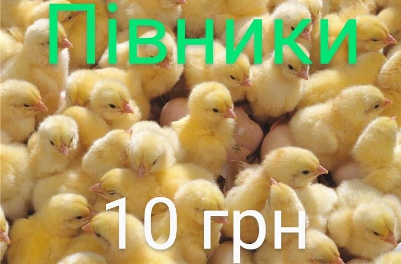 Суточні Курчата Циплята Несушка Ломан Браун Сенді Півні Півники Петухи