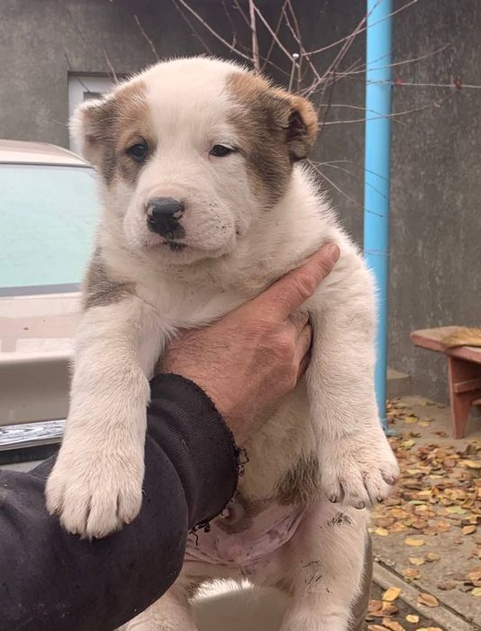 Среднеазиатская овчарка АЛАБАЙ