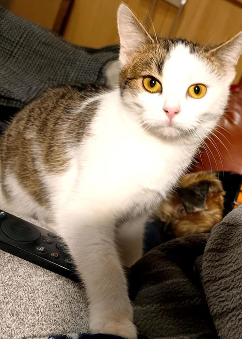 Kocie dziecko,Basia szuka kochajacego domku.