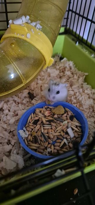 Chomiczki oddam w dobre ręce