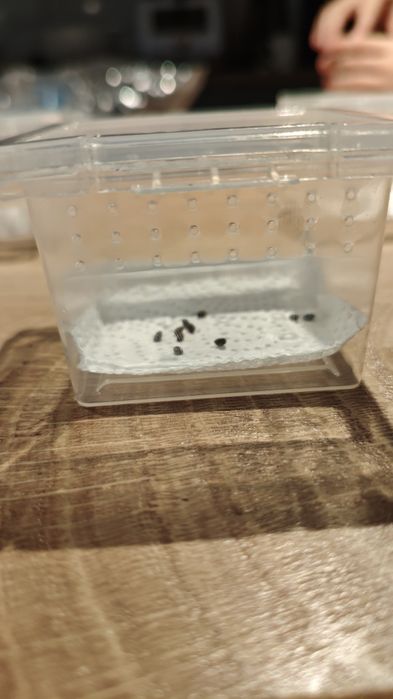 Patyczak rogaty jaja.