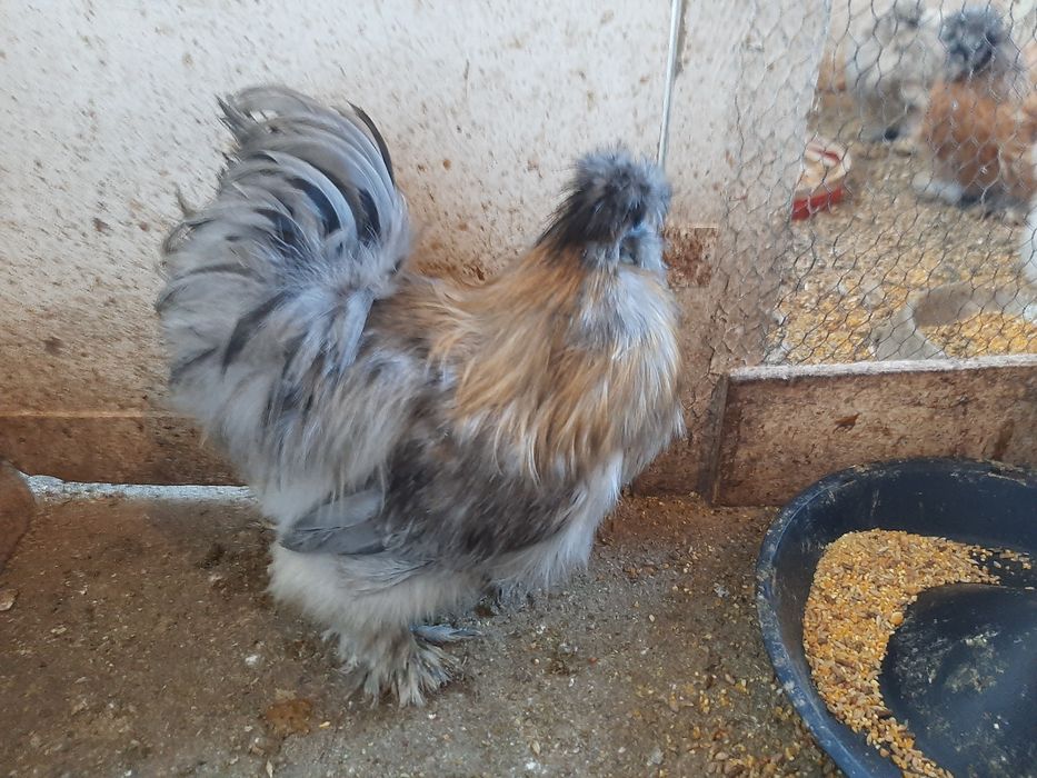 OVOS Galinhas brahmas / Sedosas barbudas