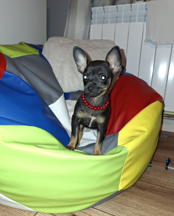 Migotka ratlerek miniaturka