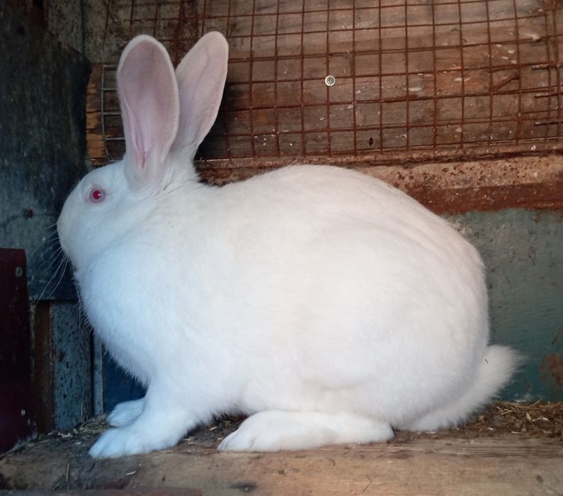 Продам кролика.Самчик