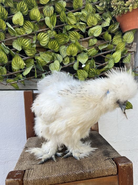 Galos Sedosa do Japao normal e frisado