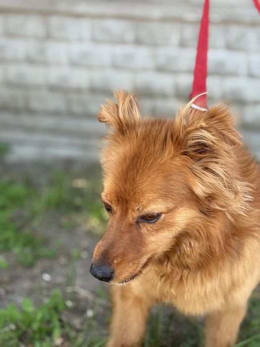 Mały, zgrabny i powabny! Pokochaj Umisia