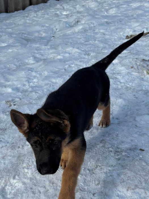 Щенки Чистокровной Немецкой Овчарки Харьков Доставка