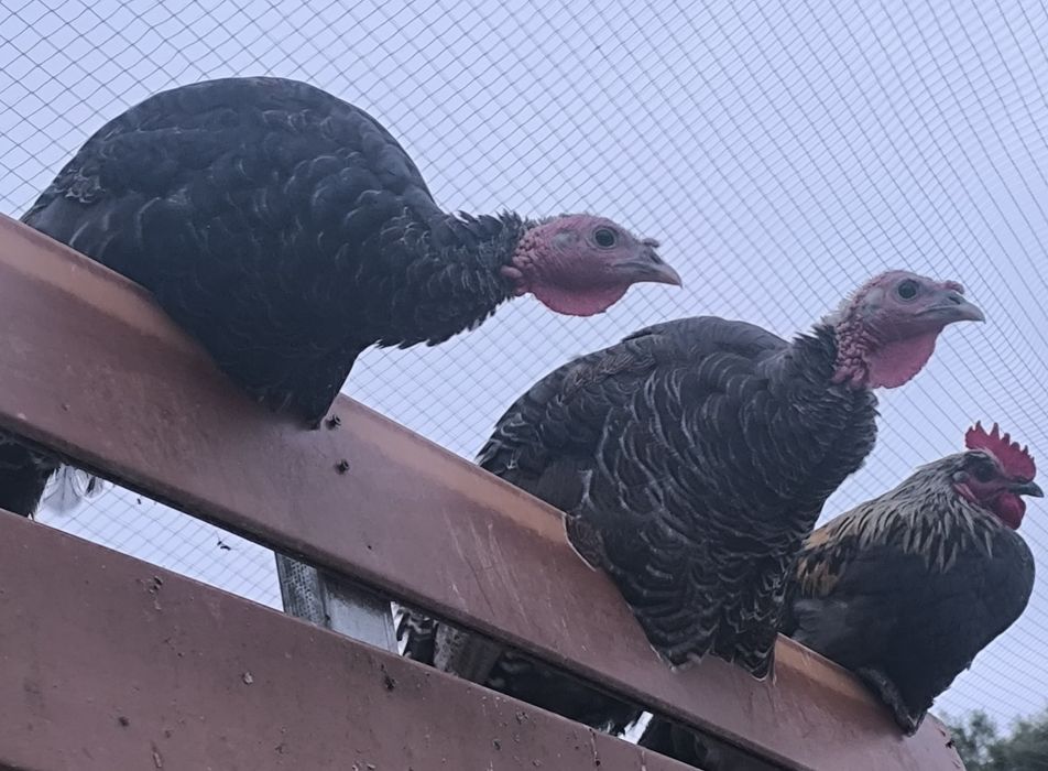 Perus caseiros novos
