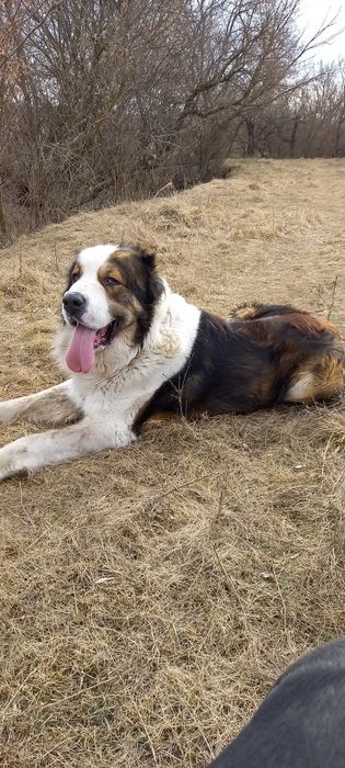 Жених ищет невесту