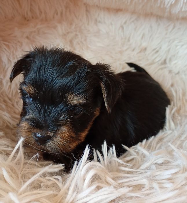 Yorkshire Terrier