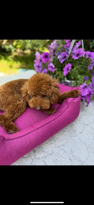 Підрощена дівчинка пудель доставка закордон