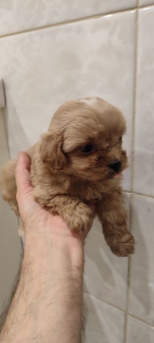 Щенки мальтіпу кращі
