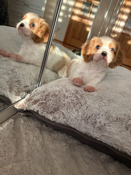 Samiec Cavalier king charles spaniel
