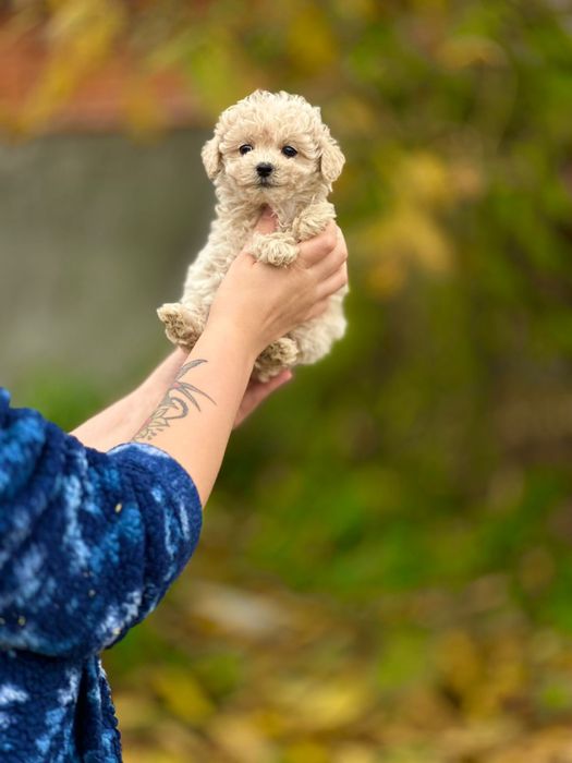 Чудо крихітка. Міні Мальтіпу карамелька. Красуня ф1