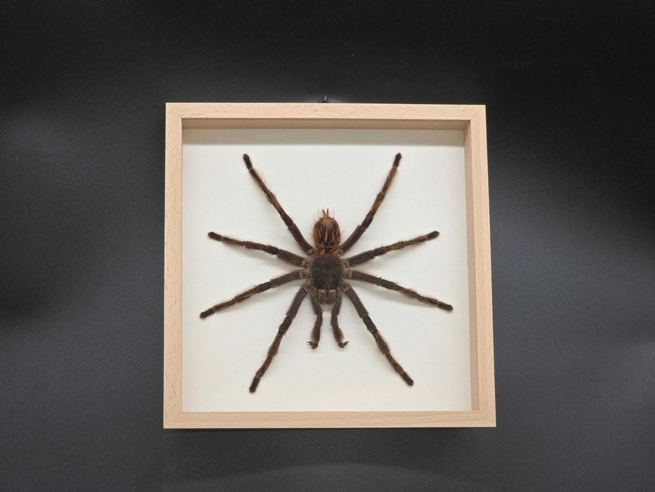 Ptasznik w ramce Lasiodora parahybana (dorosły samiec) Olbrzymi