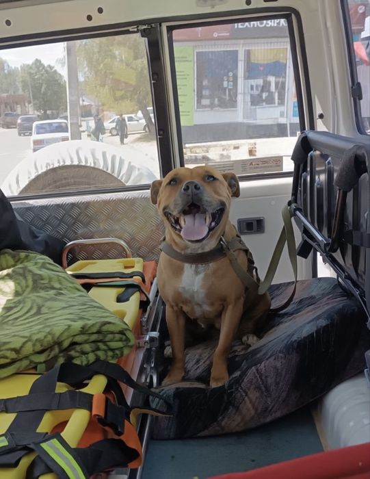 Щенки бесплатно !!!