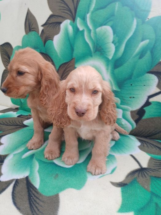 Suczka cocker spaniel ruda szczeniak