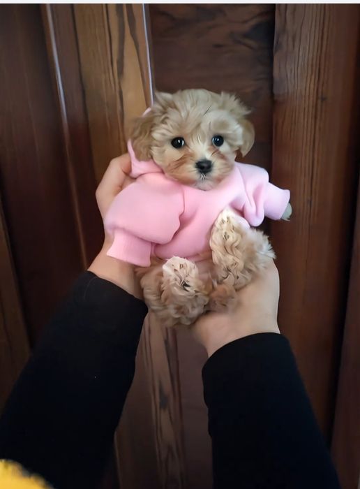 Кукольная девочка мини мальтипу