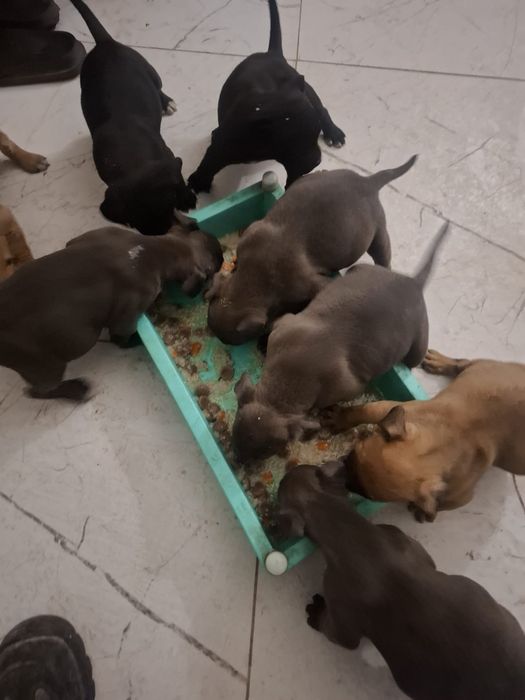 Szczeniaki do oddania