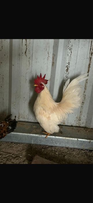 Galinhas seramas
