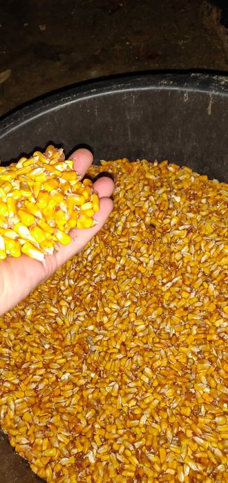 Milho de cunha seco ao sol
