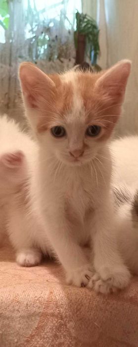 Славянск, отдаю котят в добрые руки