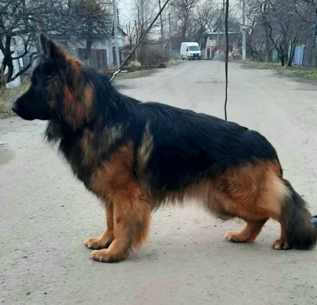 Длинношерстный кобель Немецкой овчарки для вязки