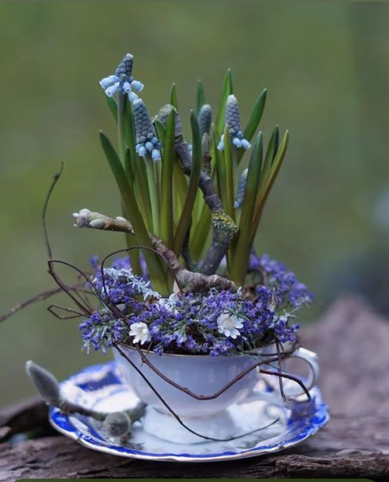 Niebieskie szafirki w filiżance 2 wersje