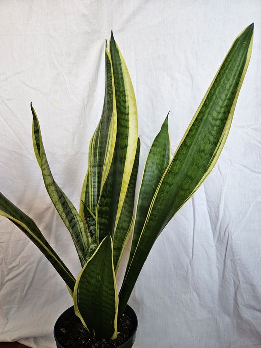 Planta Espada de São Jorge Vaso plástico Verde 16 cm