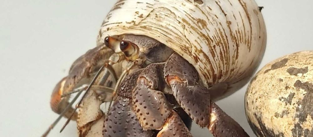 krab pustelnik lądowy – coenobita clypeatus z legalnego źródła