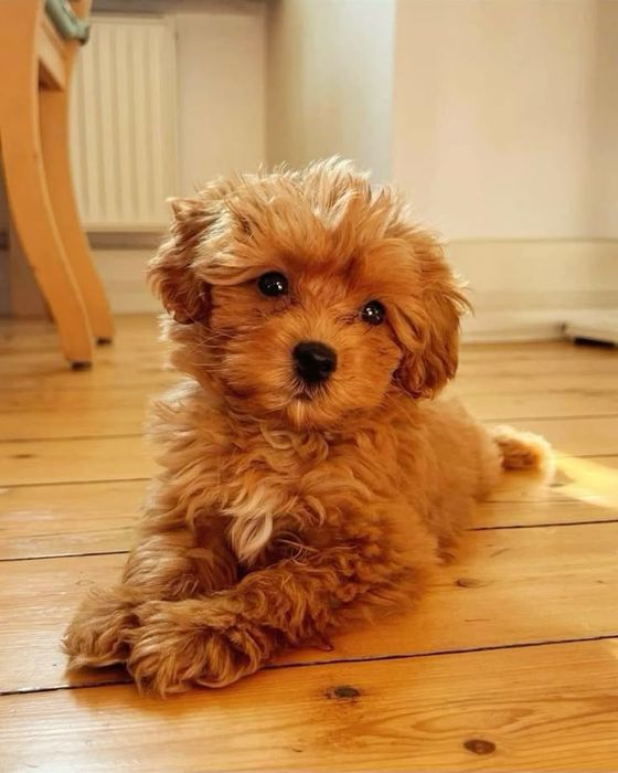 Мальтіпу з родинного розплідника