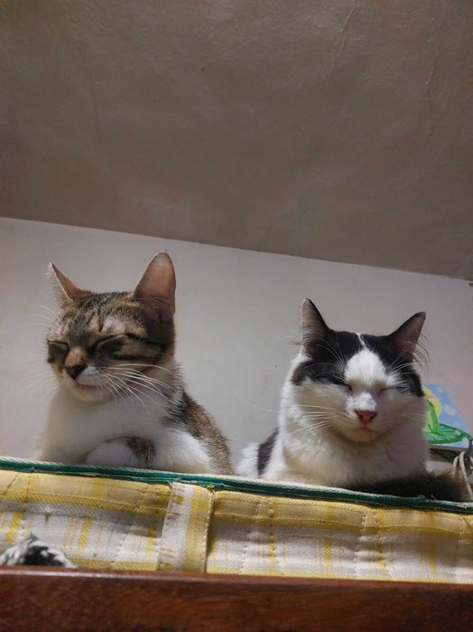 Кошеннята безкоштовно
