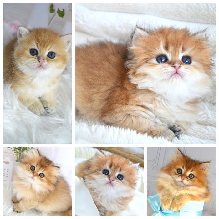 Британська золота шиншила кошенята