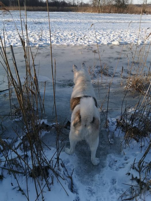 Pies Łajka Zachodniosyberyjska