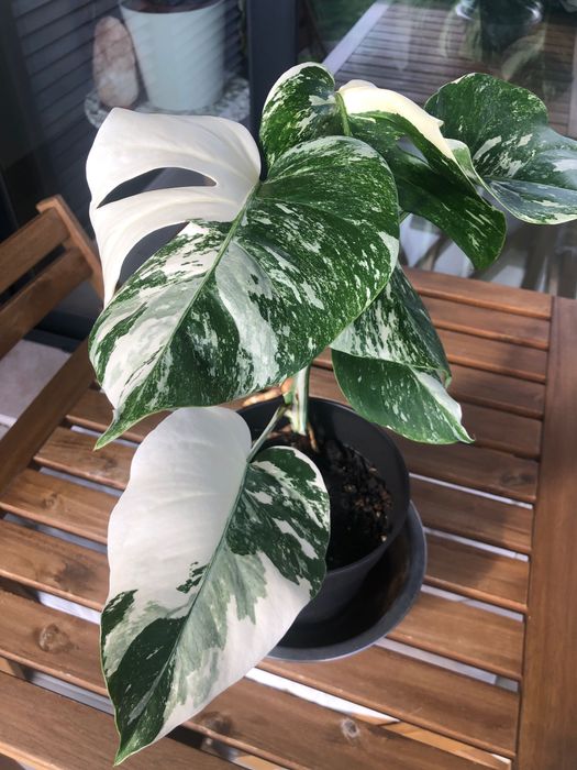 Monstera Variegata - Médio porte - Linda variegação