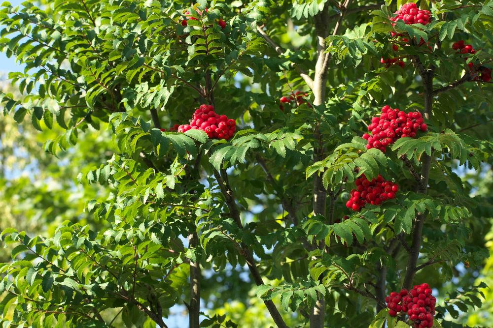 Nikkor 70-300 ED AF-P DX - jak nowy - obraz perfekcyjny!