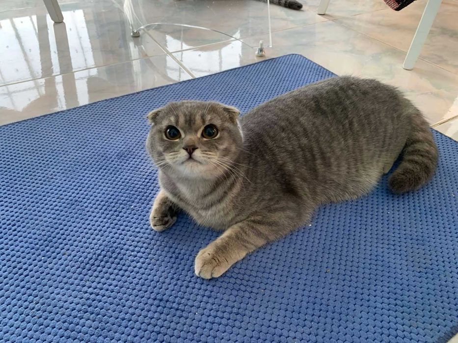 Гарненька висловуха дівчинка, м. Косів