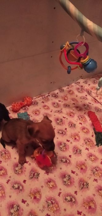 Славная девочка ищет новую семью.