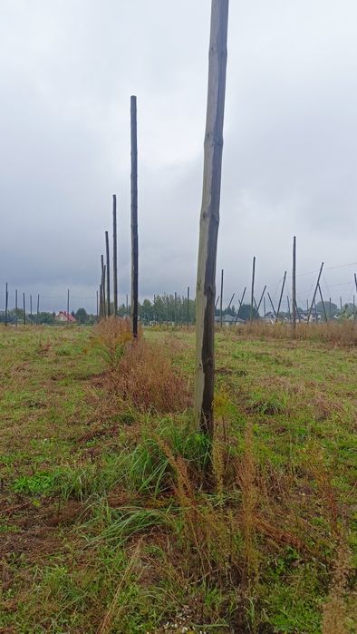 Słupy chmielowe sprzedam