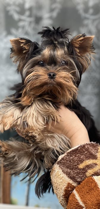 Щенки йоркширского терьера