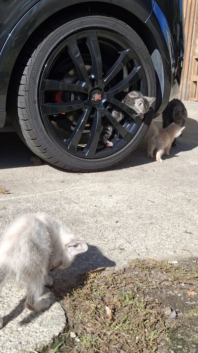 Dá-se gatinhos bebes