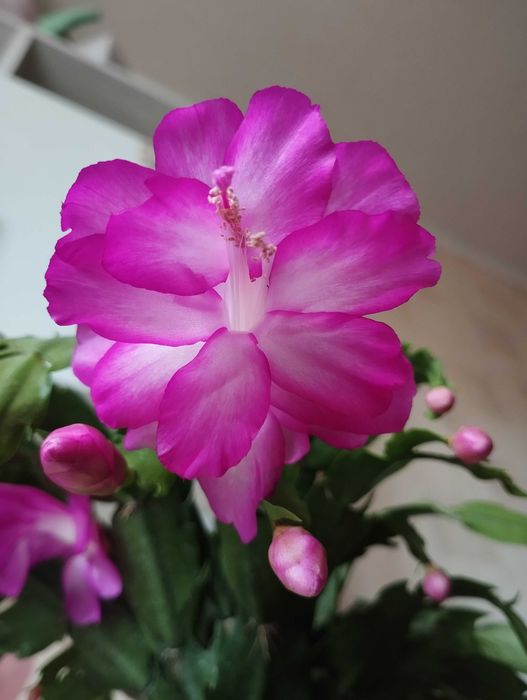 Шлюмбергера декабрист рожева