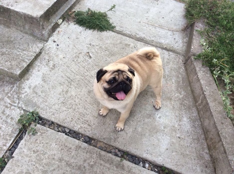 Шикарний мопс КСУ чекає наречених!