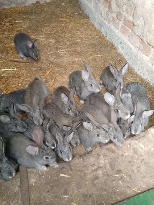 Молодняк кролів шиншила