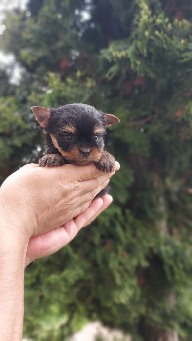 Міні йорки. Малесенькі мікро міні цуценята йорк.