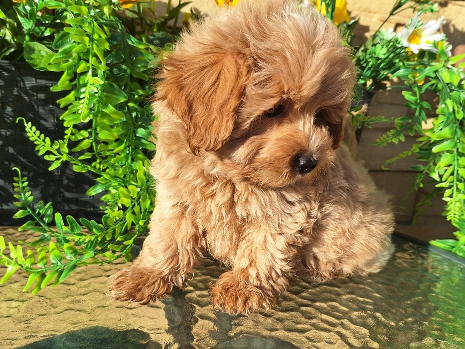 Maltipoo szczeniaczek z rodowodem